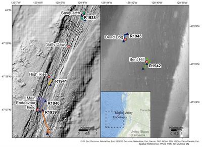 Non-Vent Megafaunal Communities on the Endeavour and Middle Valley Segments of the Juan de Fuca Ridge, Northeast Pacific Ocean